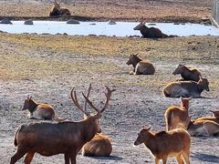 -北京麋鹿生态实验中心