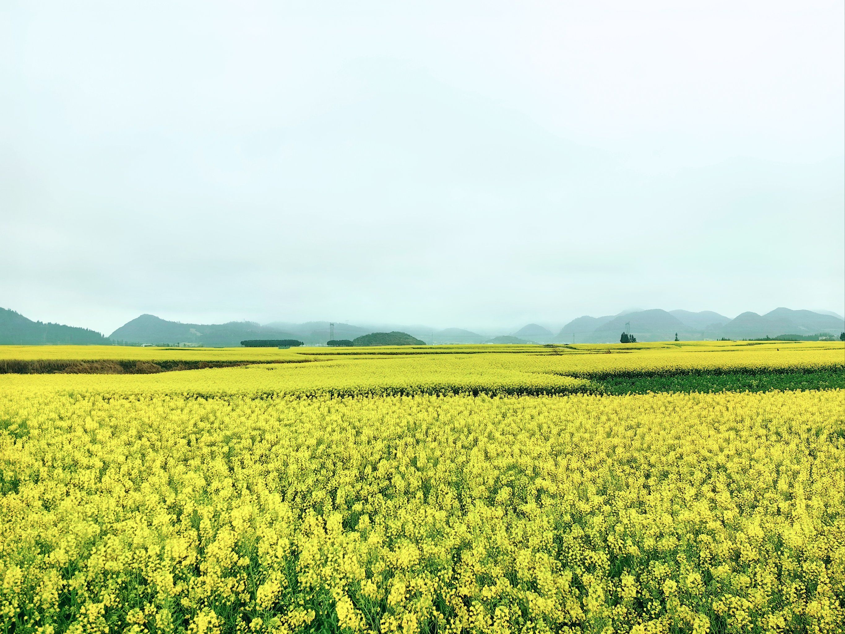 江尾村油菜花