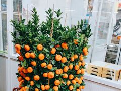 -凯盈阁·顺德私房菜·桑拿鸡