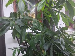 -小陆莲花蟹园农家乐(莲花岛店)