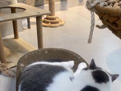 -Heymao猫咖.咖啡厅(东门店)