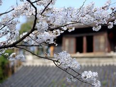 -鸡鸣寺