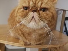 -猫友咖啡店(玉林西路店)