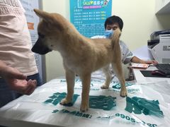 -瑞派宠物医院·24h·骨外科·皮肤科·全科宠物医疗转诊中心(沈阳浑南院)