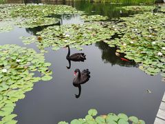 -微山湖红荷湿地景区