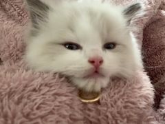 -中农大我爱我爱动物医院·核磁CT·猫病·24小时夜诊中心(石佛营店)