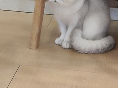 -Let's go狗咖·猫咖·奶狗·桌游(春熙路IFS店)
