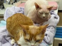 -瑞派·关忠动物医院猫科外科·异宠·24小时转诊中心(祥云店)