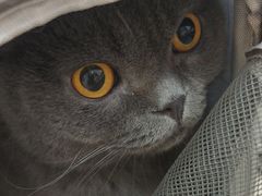 -宠颐生汉谟拉比宠物医院