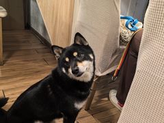 -春笙食堂.丼饭拉面寿司(GOGO新天地店)
