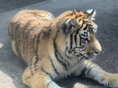 -西安秦岭野生动物园