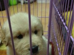 upload_pic-巴奴毛肚火锅(商城路店)