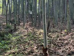 -杭州黄龙洞