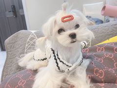 -BABYDOG宝贝狗宠物乐园(欧洲城店)