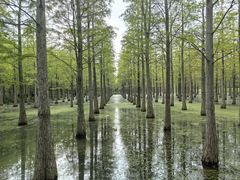 -泗洪洪泽湖湿地景区