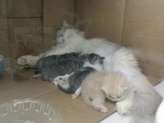 -喵的天空名猫咖啡馆·撸猫·猫舍·用品