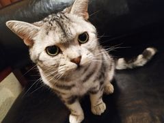 -猫友咖啡店(玉林西路店)