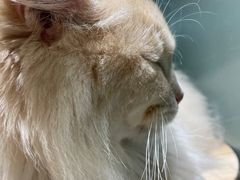 -安格丽娜·狗咖·猫咖羊驼咖(春熙路百盛商场店)