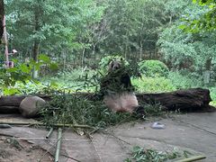 -都江堰中华大熊猫苑