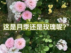 -顾村公园
