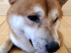 -喜柴咖啡·柴犬狗咖