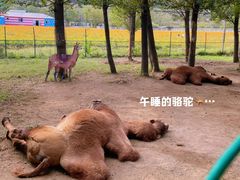 -大连铭湖国际观光牧场