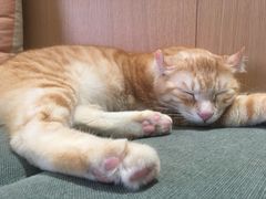-CAT’S MEWSTAR CAFE·喵星球猫屋(晴湾咖啡店)