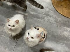 -楼上猫咖(罗湖店)