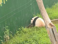 -沈阳森林动物园