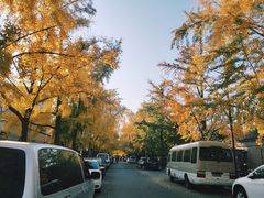 -三里屯东五街银杏大道