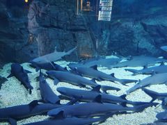 -烟台海昌鲸鲨海洋公园