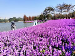 -顺峰山公园