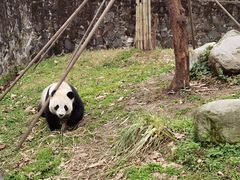 -都江堰中华大熊猫苑