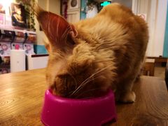 -猫小院猫主题咖啡厅(北锣店)