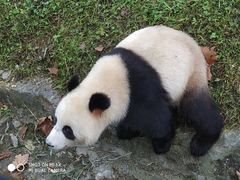 -都江堰中华大熊猫苑