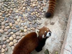 -深圳野生动物园