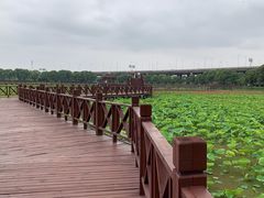 -荷塘月色湿地公园·向阳花洲
