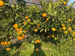 -前小桔亲子创意农场·草莓采摘·露营烧烤