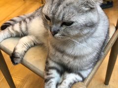 -猫咪派对(江南西店)