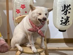 -柴迷FANS CLUB·柴犬狗咖·猫咖