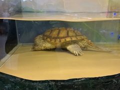 -上海大自然野生昆虫馆(东方明珠·爬宠昆虫探索中心)