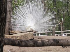 -哈尔滨北方森林动物园