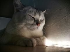 -猫儿山۰猫主题餐厅
