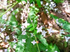 -西岭雪山大飞水景区