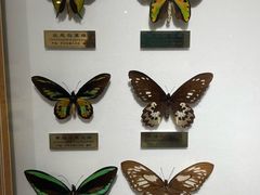 -上海昆虫博物馆