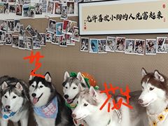 -星多哈·狗咖·拼豆·咖啡