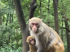 -黔灵山公园