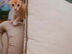 -关爱宠物医院·猫科中心·消化科(滨湖万达分院)