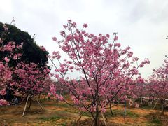 -天适樱花悠乐园