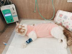 -北京观赏动物医院·24小时大型综合·猫专科·异宠专科